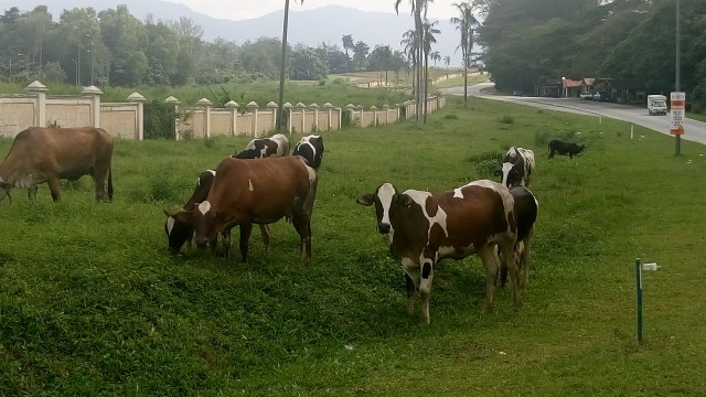 Free walking cows grazing along the road